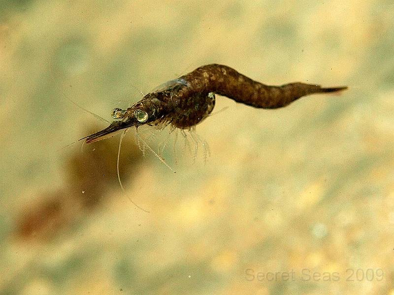 P7052202.JPG - Mysid spp. shrimp - are also known as Opposum shrimps as the females have a pouch which they could use for change and credit cards but actually brood eggs in