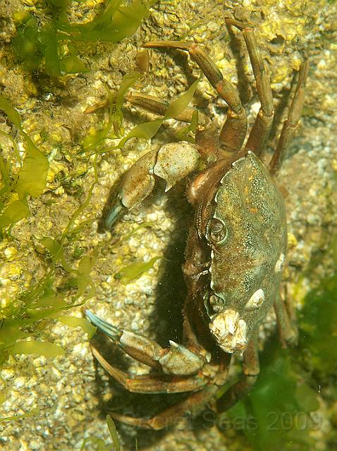 P7052209.JPG - Shore crab - carcinus maenas - clinging to a groyne (not mine)