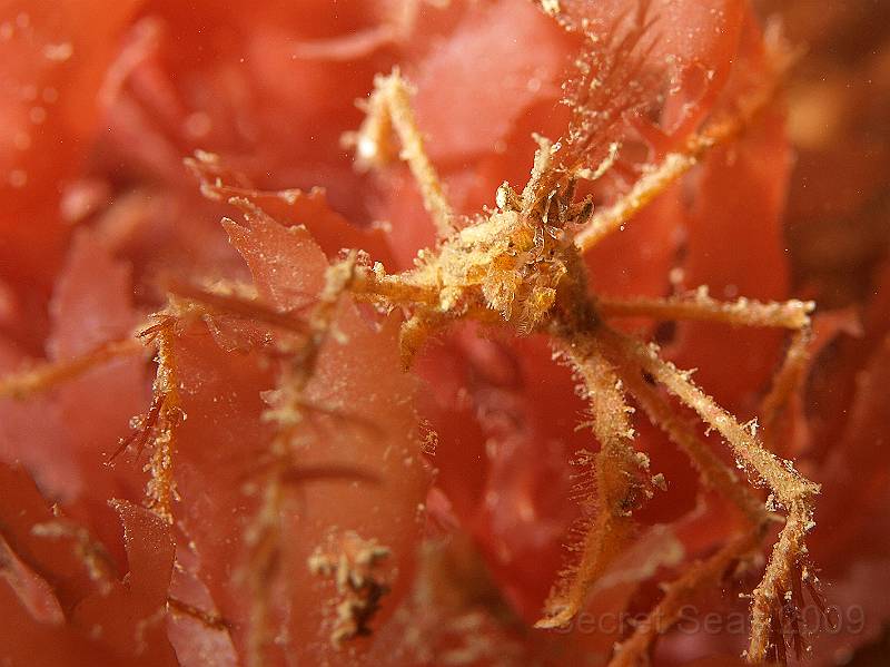 P7052233.JPG - Long legged spider crab - Macropodia spp. - just starting on his suit of red algae