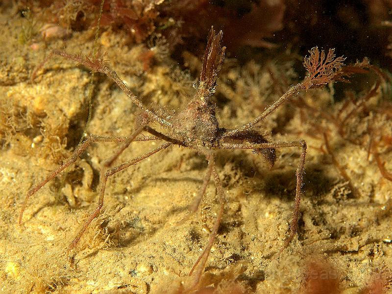 P7052237.JPG - Long legged spider crab - Macropodia spp. - working on some pom poms for cheer leading