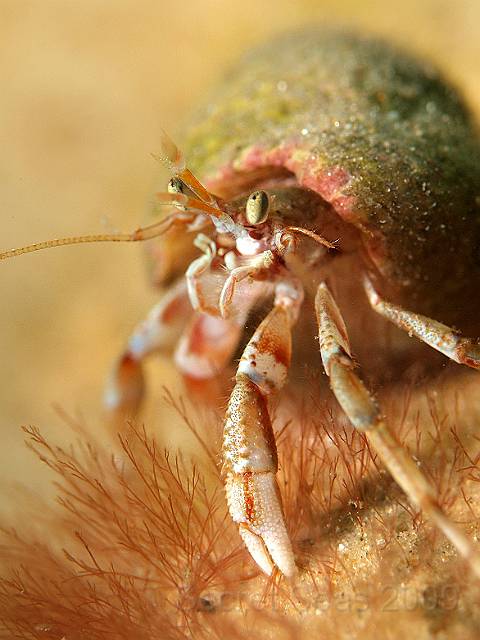P7052286.JPG - ...and this one is very cute. Hermit crab - Pagurus spp.