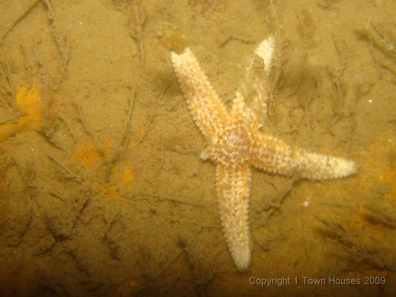 IMG_0641.JPG - Hmmm. You can tell it's a tough dive when we start with a Common starfish - Asterias rubens