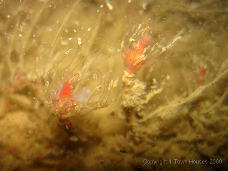 IMG_0643.JPG - The remains of the stone walls were covered in Oaten Pipe hydroids - Tubularia indivisa
