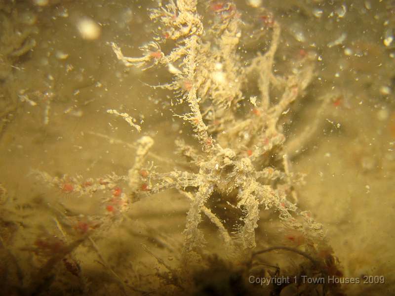 IMG_0669.JPG - Hydroids were the site's fashion statement. Here's a Macropodia spp. - spider crab - who has decorated itself with Tubularia indivisa