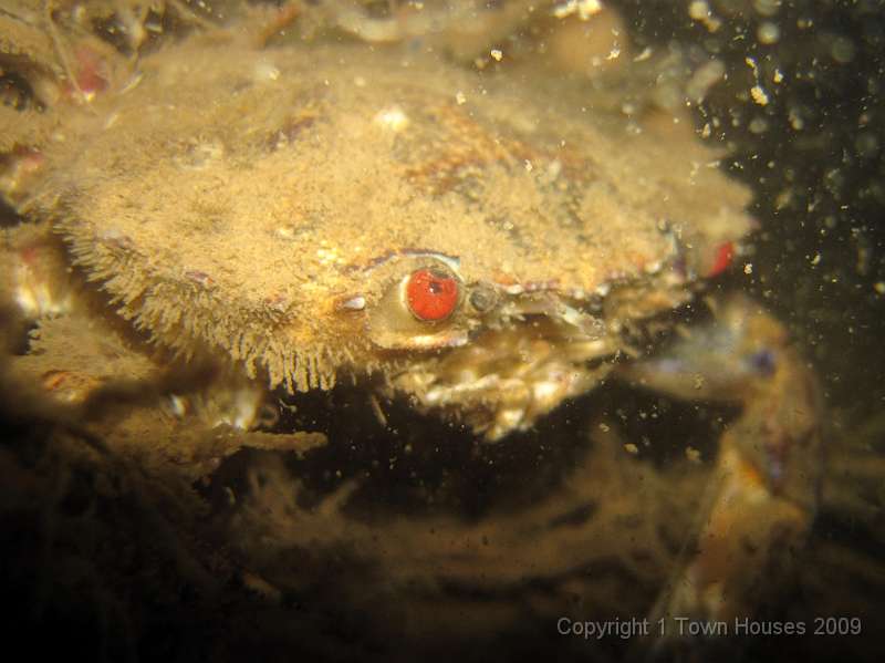 IMG_0671.JPG - Velvet swimming crab - Necora puber