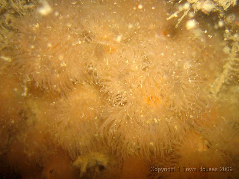 IMG_0672.JPG - There were dense areas of small Plumose anemones - Metridium senile