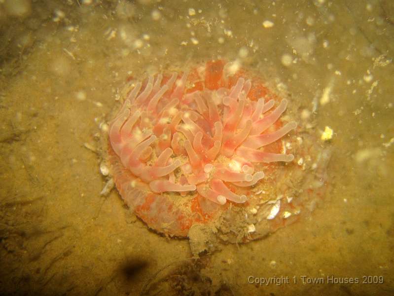 IMG_0681.JPG - We saw a lot of Dahlia anemones - Urticina felina. They can be told apart from similar ones as their stalks are sticky and collect sand and stones