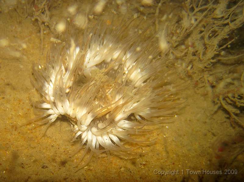 IMG_0688.JPG - This Elegant anemone - Sargatia elegans - is in the process of splitting in two, to reproduce.