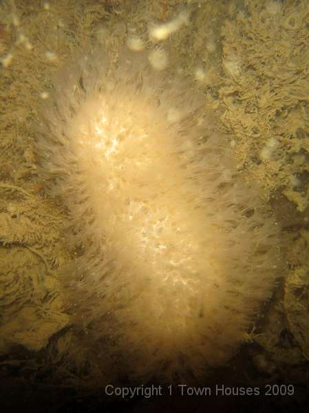 IMG_0692.JPG - A Deadmans finger - Alcyonium digitatum