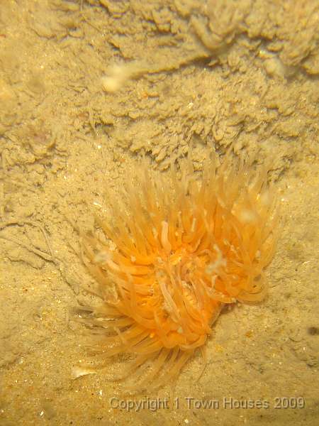 IMG_0696.JPG - A nice orange Elegant anemone - Sargatia elegans