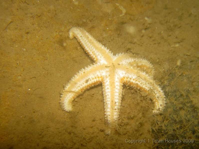 IMG_0702.JPG - Looks like this Common starfish -Asterias rubens - is sun bathing