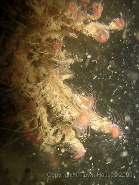 IMG_0709.JPG - More amphipods on more Oaten pipes - Tubularia indivisa