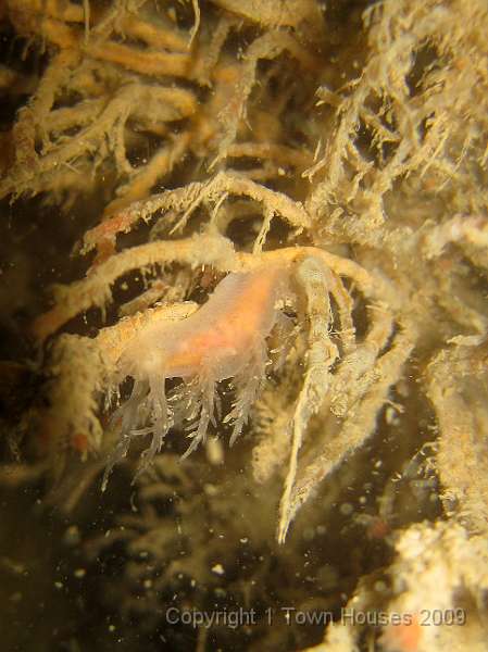 IMG_0718.JPG - Another Dendronotus frondosus - Christmas tree nudibranch - feeding on Oaten pipe hydroids - Tubularia indivisa