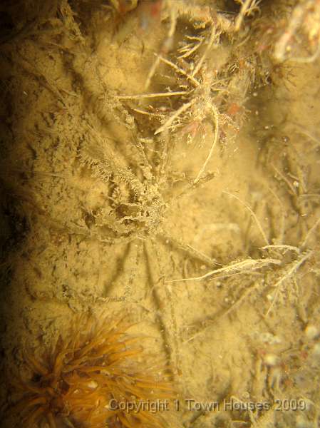 IMG_0719.JPG - A well camoflaged Macropodia spp. Spider crab