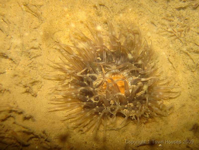 IMG_0724.JPG - Another Elegant anemone - Sargatia elegans