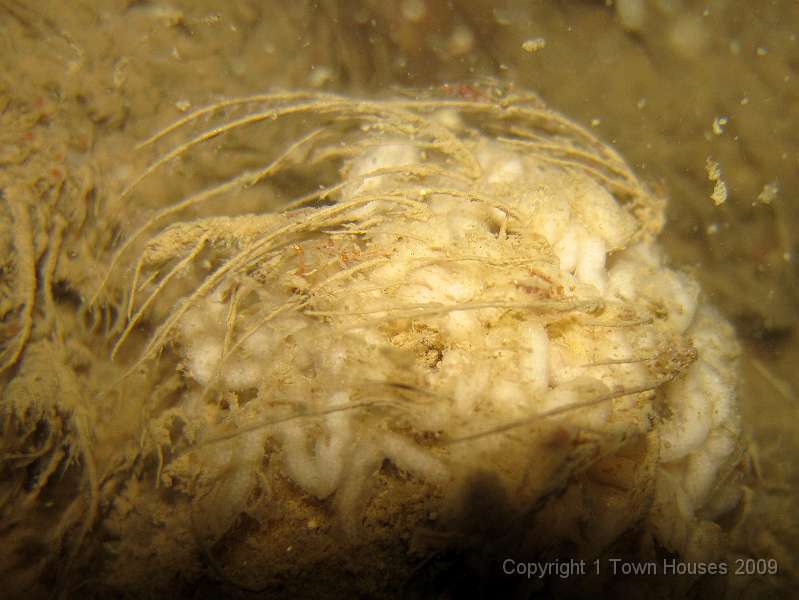 IMG_0733.JPG - Nudibranch eggs amongst the hydroid stems