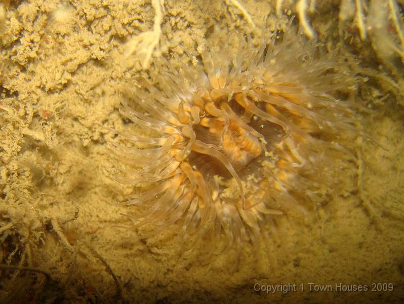 IMG_0737.JPG - One more Elegant anemone - Sargatia elegans