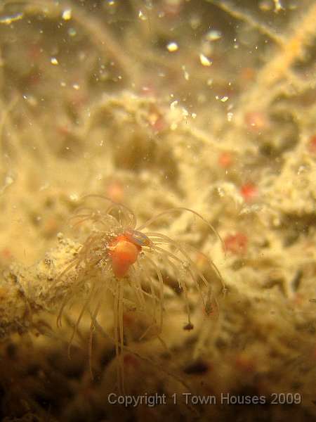 IMG_0748.JPG - The heads of hydroids are often home to tiny Amphipods