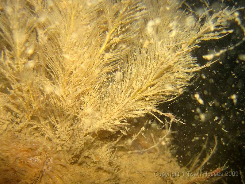 IMG_0756.JPG - We are having trouble deciding what this is, either a feathery hydroid or cruddy Bugula bryozoan