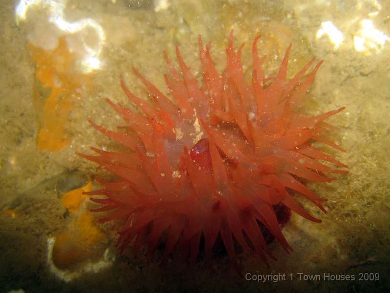 IMG_0552.JPG - Beadlet anemone - Actinia equina