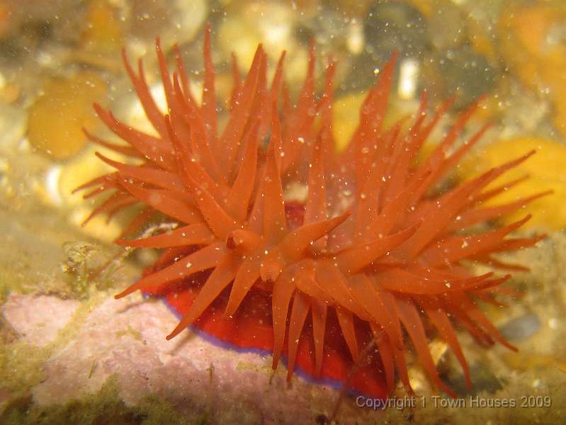 IMG_0002.JPG - Another Beadlet anemone - Actinia equina - It does look a bit like a horse's bum when shut!