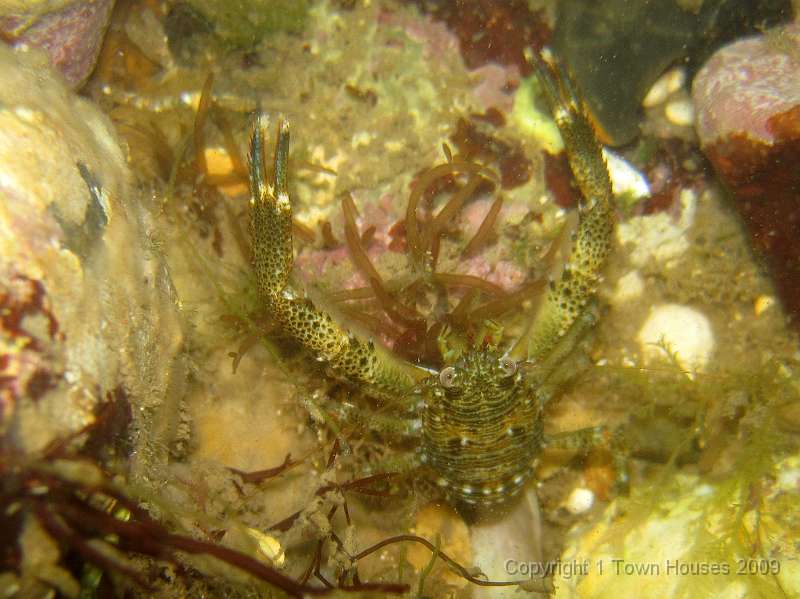 IMG_0026.JPG - The Squat lobsters - Galathea squamifera - were surprisingly relaxed