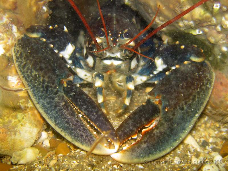 IMG_0047.JPG - A Common lobster - Homarus gammarus - there were loads of these of all shapes and sizes in amongst the larger rocks