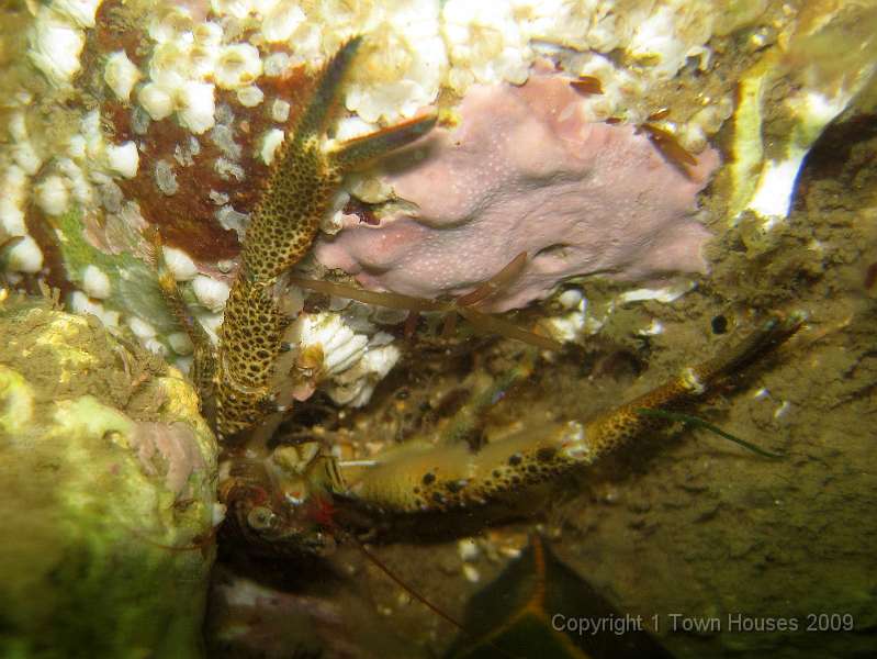 IMG_0051.JPG - Another Squat lobster - Galathea squamifera - highlighting some nice pink encrusting algae, which is armoured with calcium from the chalk