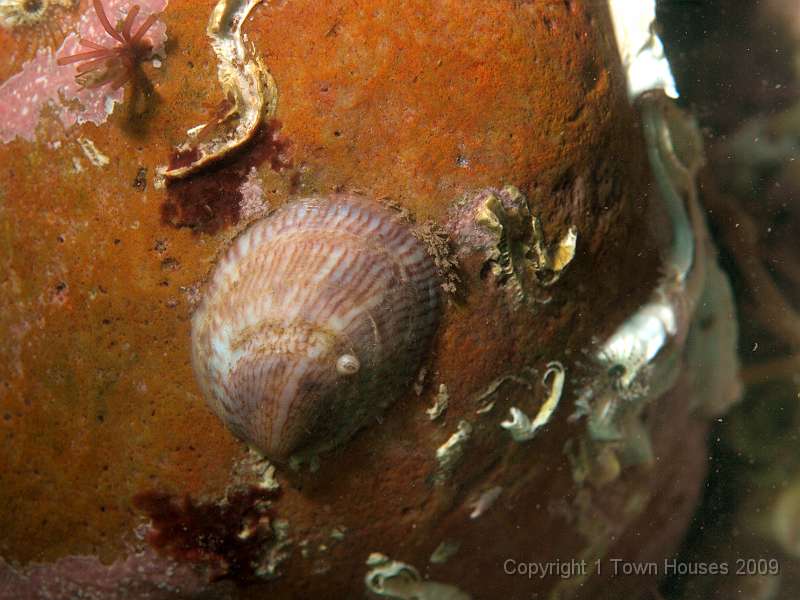 P6211856.JPG - A slipper limpet - Crepidula fornicata - or close relative settles down to lowering the tone