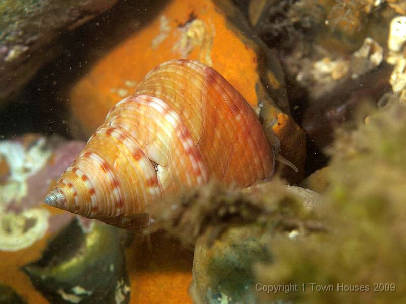 P6211859.JPG - A Painted top shell - Calliostoma zizyphinum. These were very common on the chalk