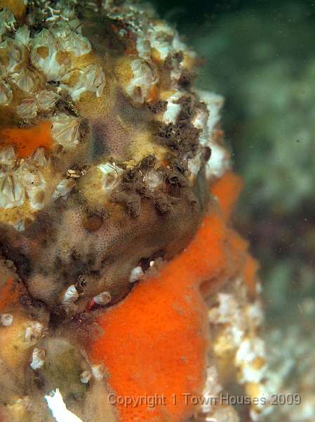 P6211864.JPG - Shredded Carrot sponge - Amphilectus fucorum - finds a niche on an overcrowded cobble