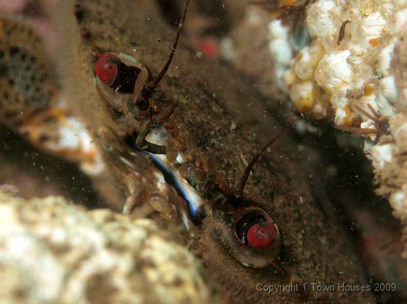 P6211876.JPG - Necora puber - Velvet swimming crab - looking sneaky down a hole