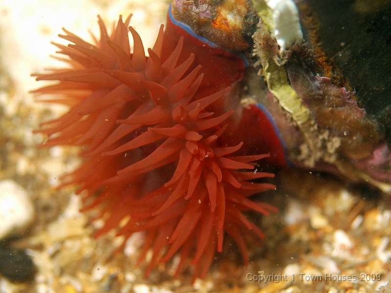 P6211878.JPG - Beadlet anemone - Actinia equina - shows its nice blue petticoat