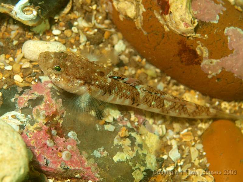 P6211883.JPG - A little Painted goby - Pomatoschistus pictus - tries to blend in