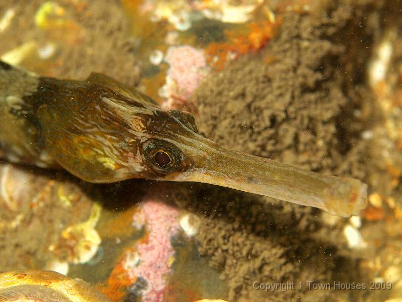 P6211885.JPG - A Greater pipefish - Syngnathus acus - is horrified to see us. He was huge though!