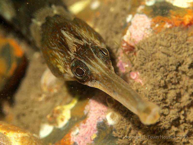 P6211886.JPG - A Greater pipefish - Syngnathus acus - would like us to clear off