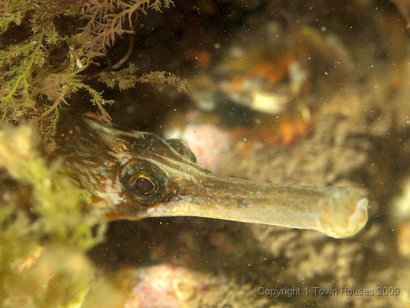 P6211889.JPG - A Greater pipefish - Syngnathus acus - tries to make a dignified exit