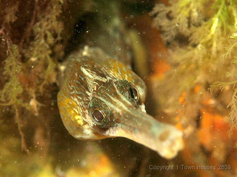 P6211890.JPG - A Greater pipefish - Syngnathus acus - Bugger off!