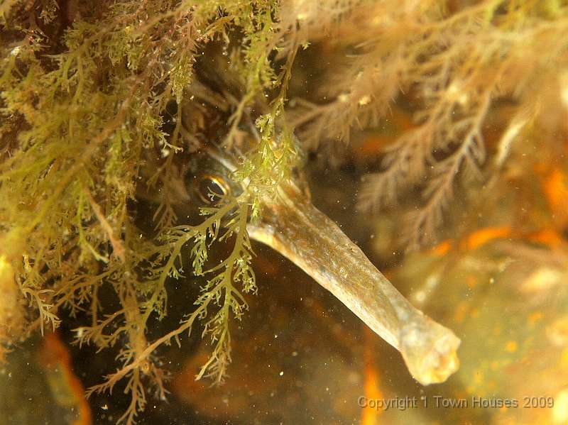 P6211891.JPG - A Greater pipefish - Syngnathus acus - takes an optimistic view of the concealing powers of green algae