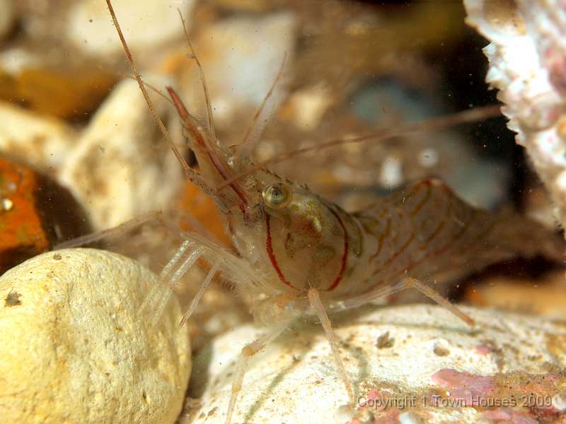 P6211905.JPG - Northern prawn - Pandalus montagui - is almost as common as the common prawn on local sites, but can be distinguished by his healthy pink glow and the lack of stripey yellow knees