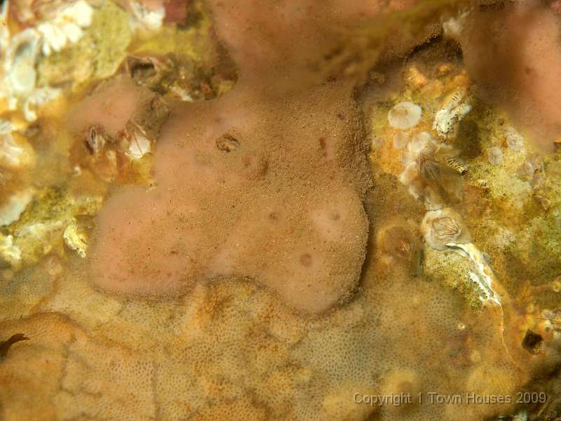 P6211913.JPG - Everything not already taken by barnacles was coated in encrusting life - here a nice sponge/bryozoan combo
