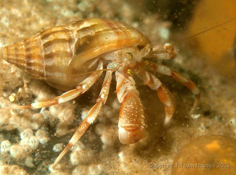 P6161675.jpg - This Hermit crab is more clearly Pagarus bernhardus