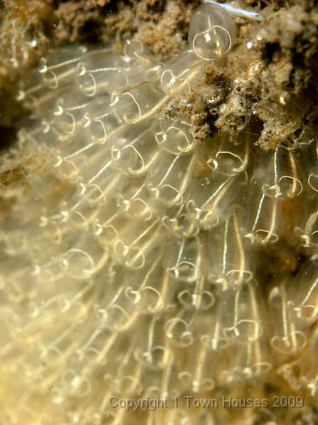 P6161720.jpg - Lightbulb sea squirts - Clavelina lepadiformis