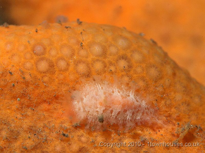 P9264696.jpg - The white patch is a nudibranch - Tritonia hombergi - which is really hard to spot as it munches on this Dead mans finger - Alcyonium digitatum