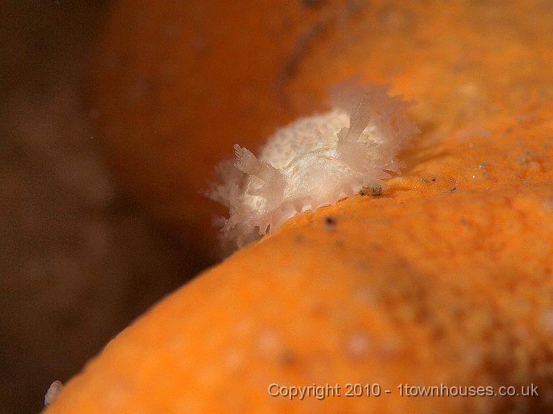 P9264700.jpg - Tritonia hombergi - front view on this Dead mans finger - Alcyonium digitatum