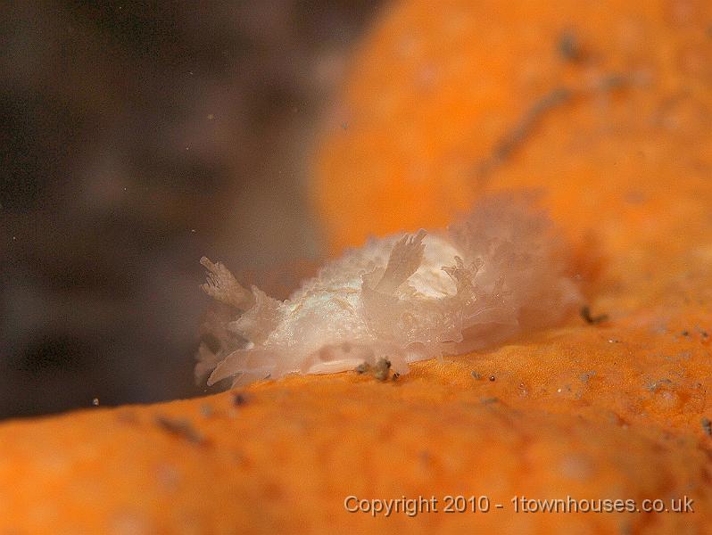 P9264701.jpg - Tritonia hombergi - front view on this Dead mans finger - Alcyonium digitatum