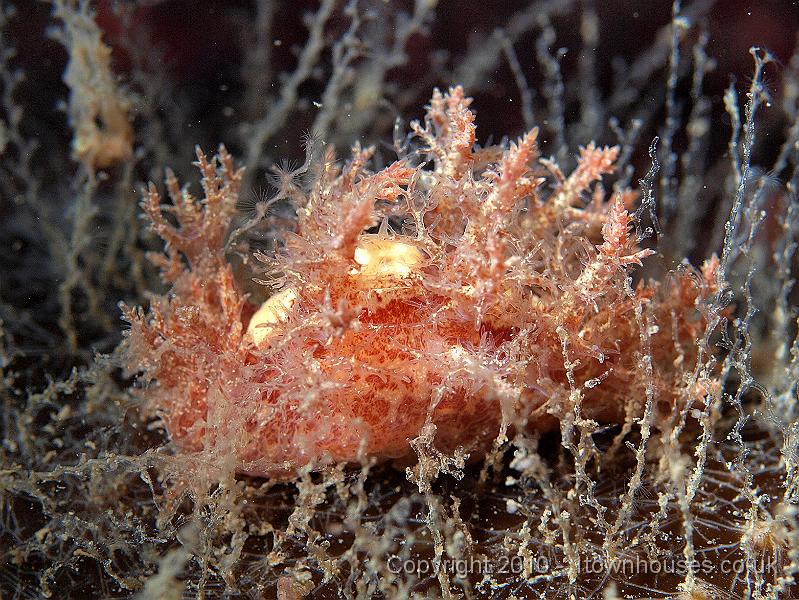 P9264714.jpg - These are really common on the Norfolk wrecks, the Christmas tree slug - Dendronotus frondosus