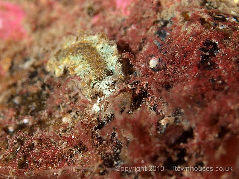 P9264723.jpg - Another Tritonia hombergi - a sea slug, on the lookout for more lunch