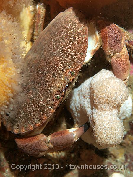 P9264743.jpg - An Edible crab - Cancer pagurus - flexes his biceps with the aid of a Dead mans finger - Alcyonium digitatum