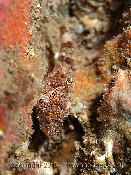 P9264746.jpg - Very prettily marked baby Long spined sea scorpion - Taurulus bubalis